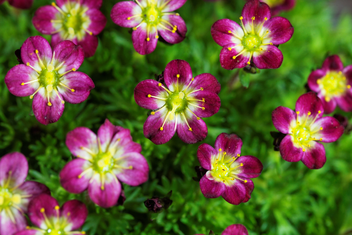 50 PURPLE ROBE SAXIFRAGA Arendsii Moss Rockfoil Evergreen Flower Seeds