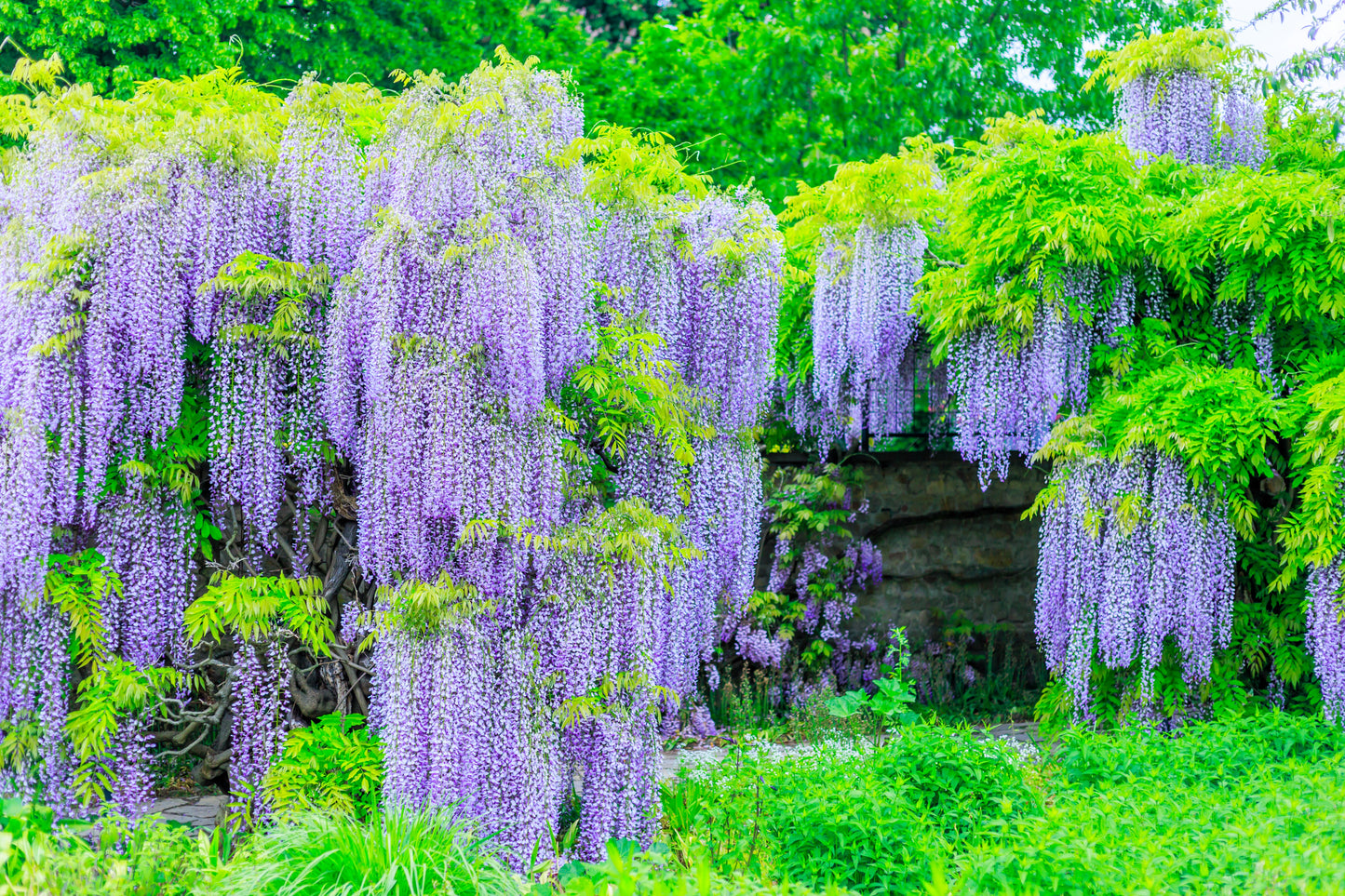 5 JAPANESE WISTERIA Floribunda Flower Purple Ornamental Vine Climber Seeds