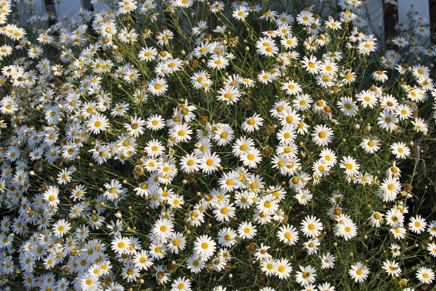 200 White SWAN RIVER DAISY Brachyscome Iberidifolia Flower Seeds
