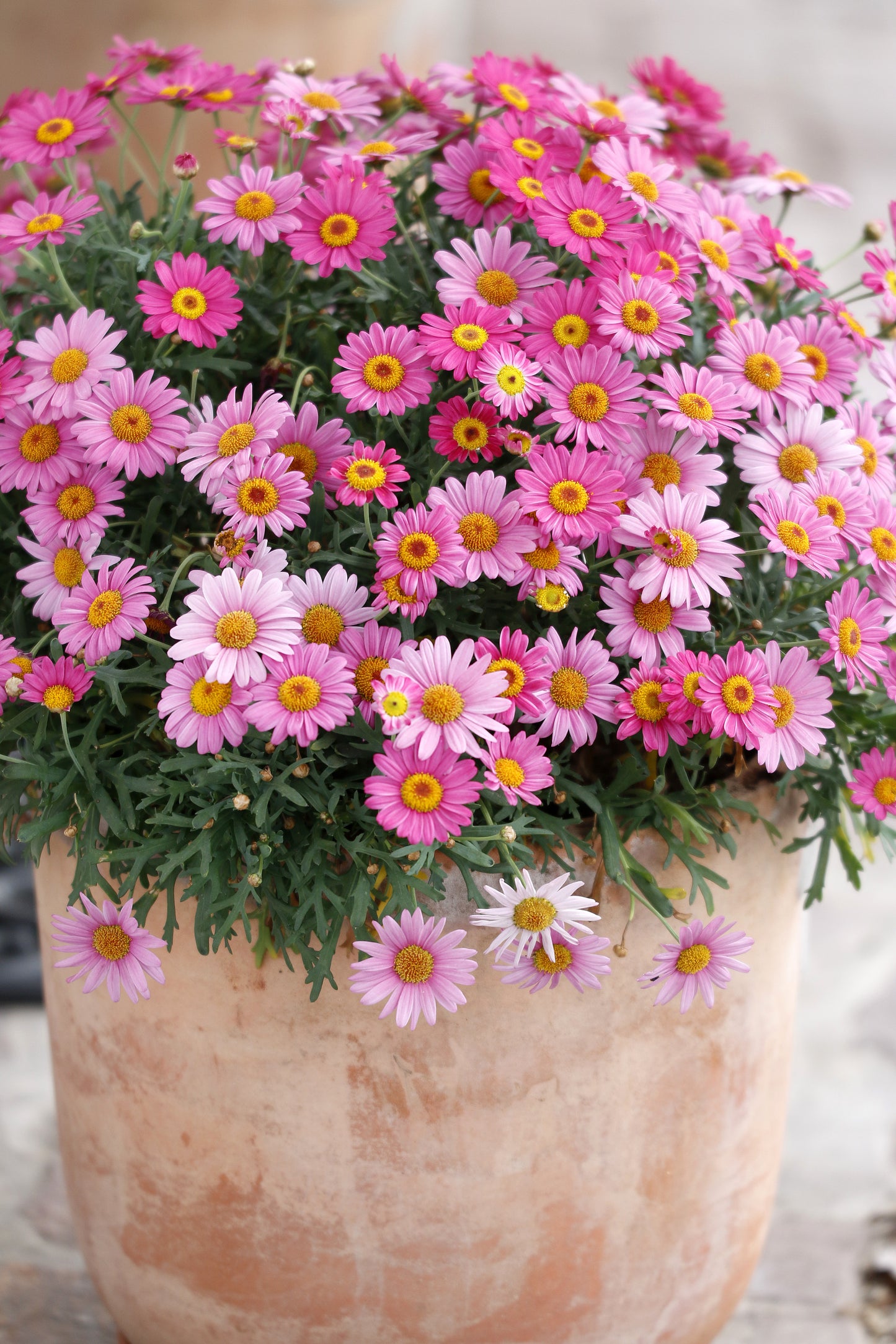 100 Mixed Colors ROBINSONS PAINTED DAISY Chrysanthemum Pink Red Rose & Yellow Pyrethrum Flower Seeds