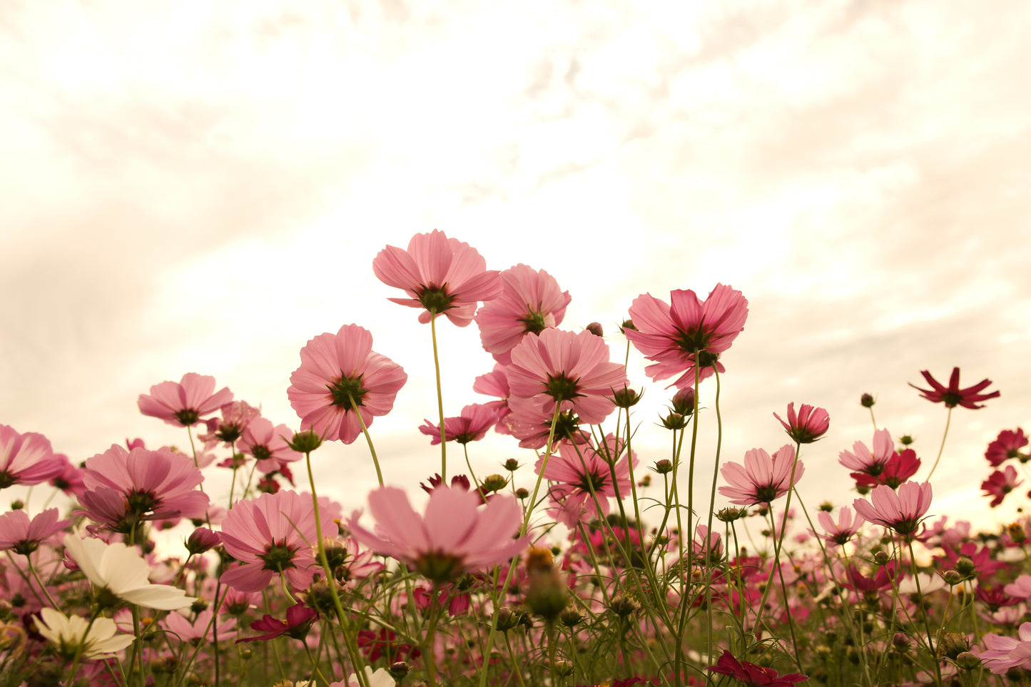 20 APRICOTTA COSMOS Bipinnatus Apricot & Rose Pink Bicolor Flower Seeds