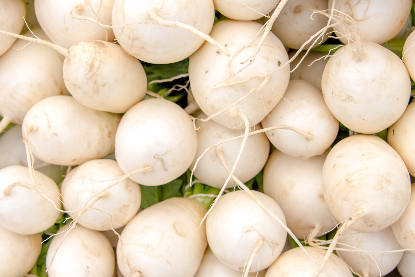 300 WHITE EGG TURNIP Brassica Rapa Vegetable Seeds