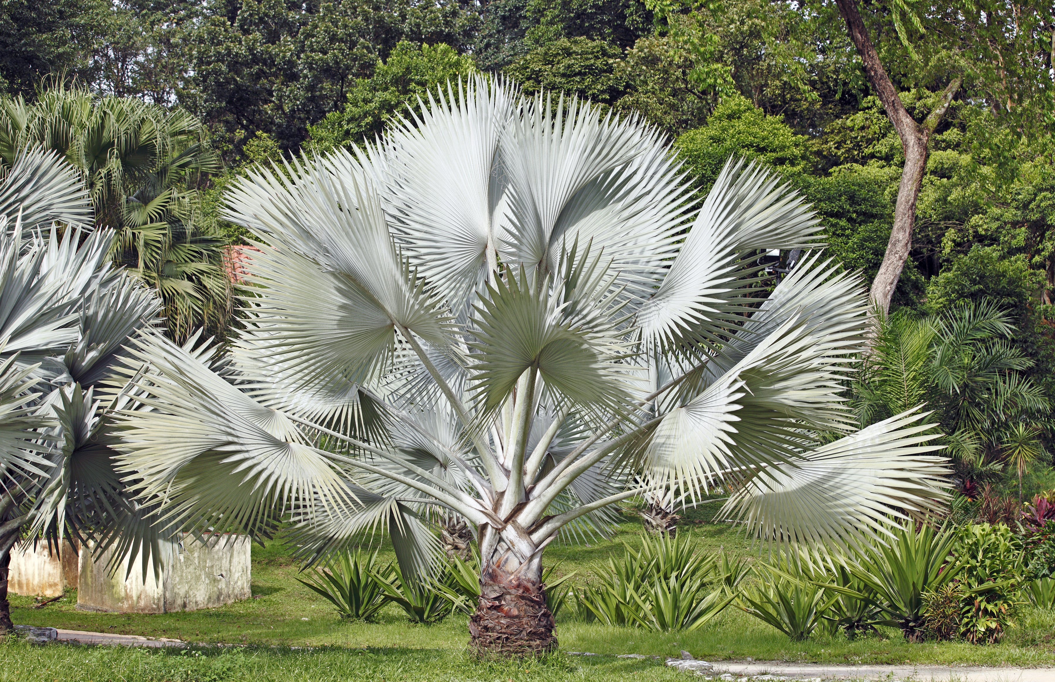 white palm plant 5 SILVER SAW PALMETTO Serenoa Repens American Dwarf Palm Tree Shrub Edible Fruit Sun or Shade Seeds