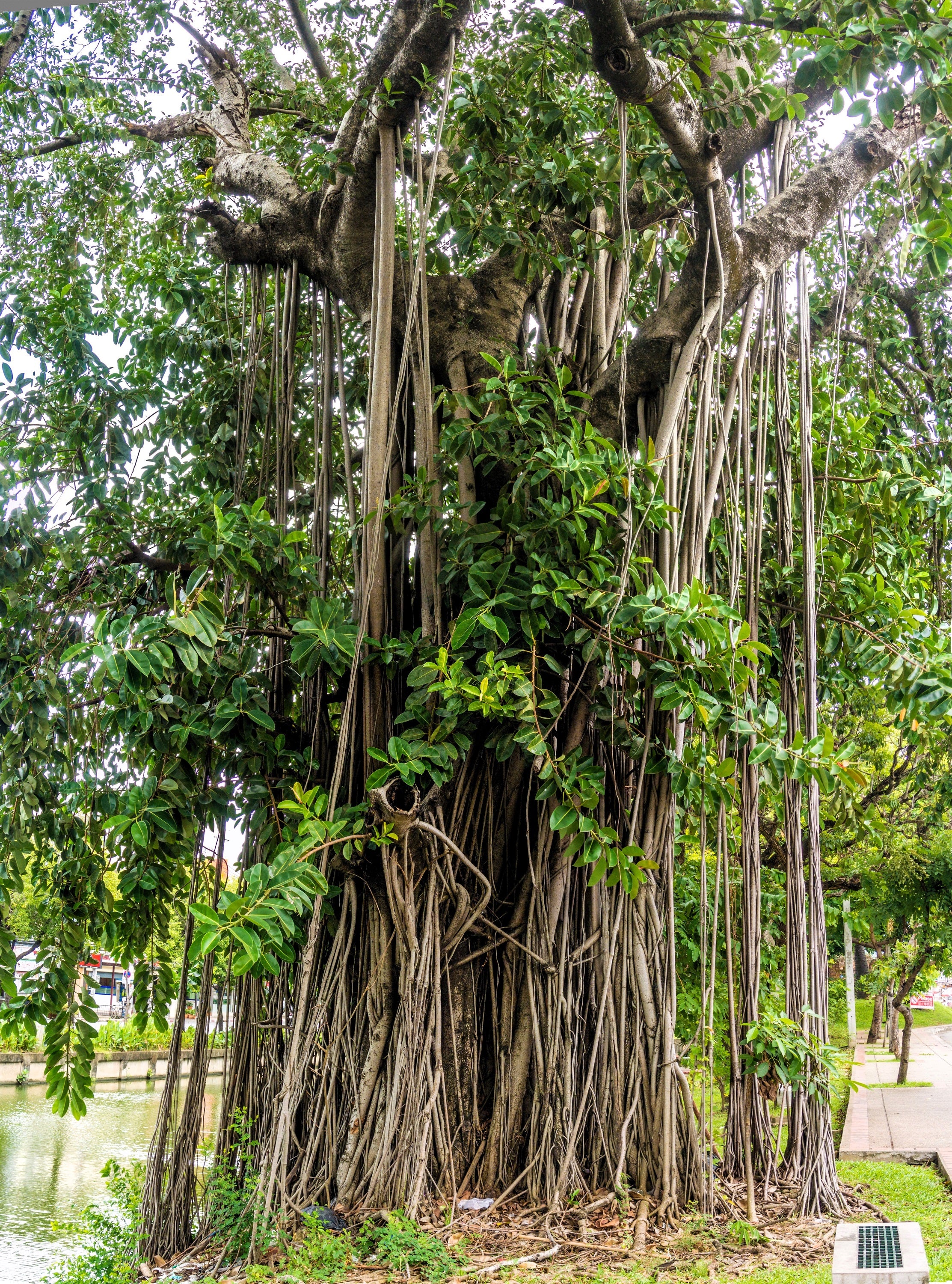 plants with hanging roots 50 BANYAN / BANYAN FIG TREE East Indian Ficus Benghalensis Aerial Root – Seedville USA