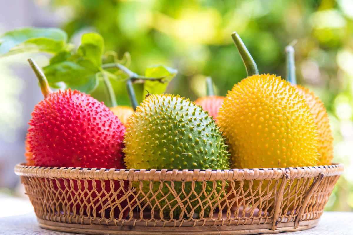 2 GAC FRUIT Gac Melon Vine Momordica Cochinchinensis Seeds