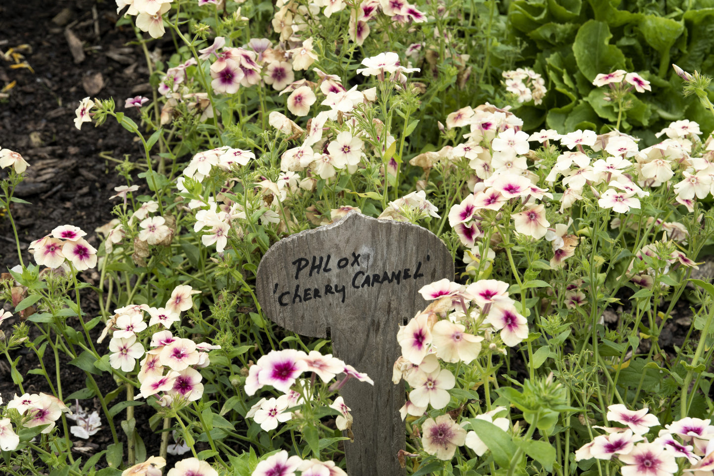 50 CHERRY CARAMEL PHLOX Drummondii Bicolor Pink Flower Seeds