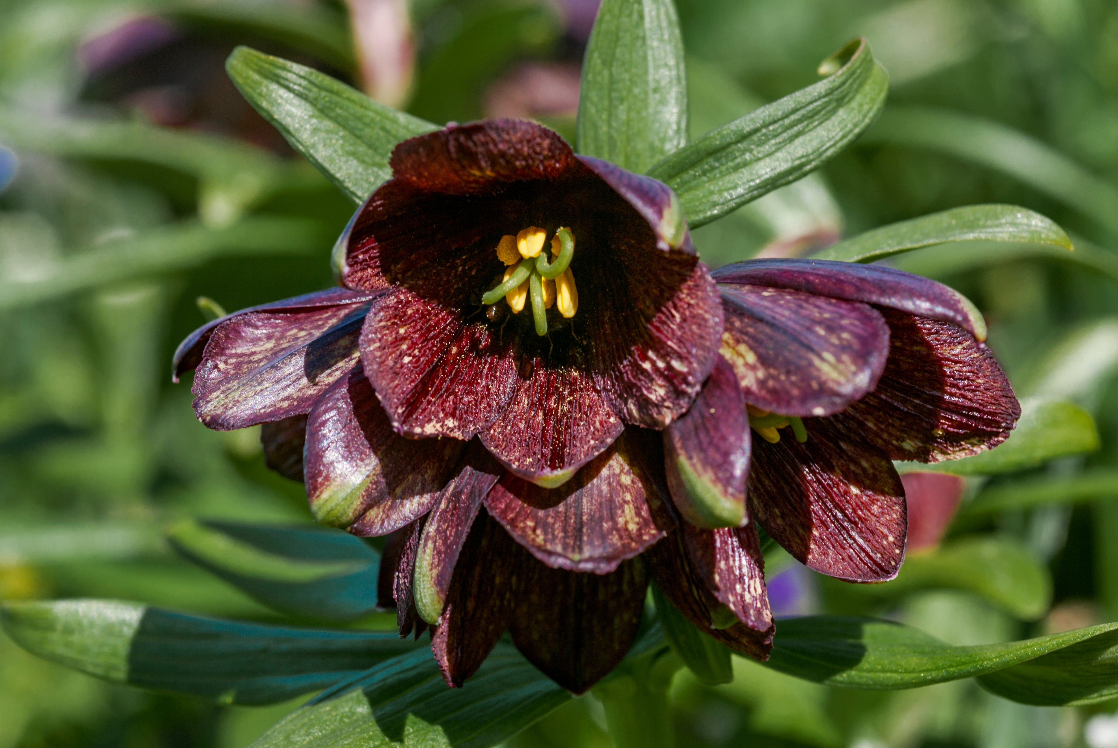 10 CHOCOLATE LILY Black Kamchatka Brown Fritillaria Camschatcensis Flower  Seeds