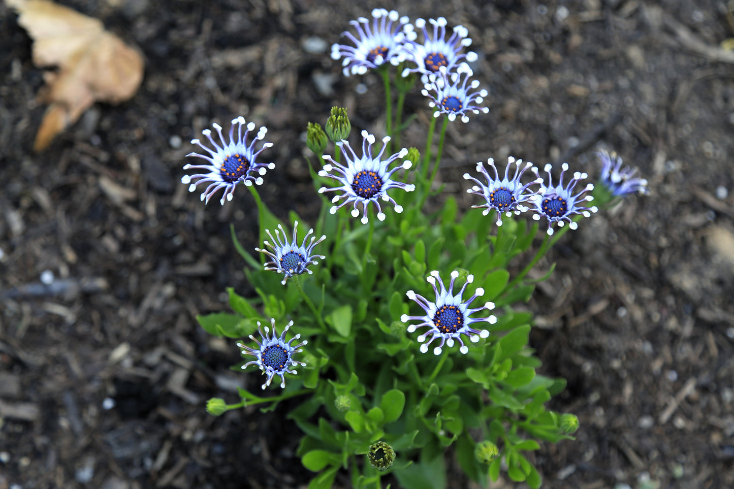 5 WHIRLIGIG OSTEOSPERMUM Fruticosum Pinwheel African Cape Daisy Flower Seeds