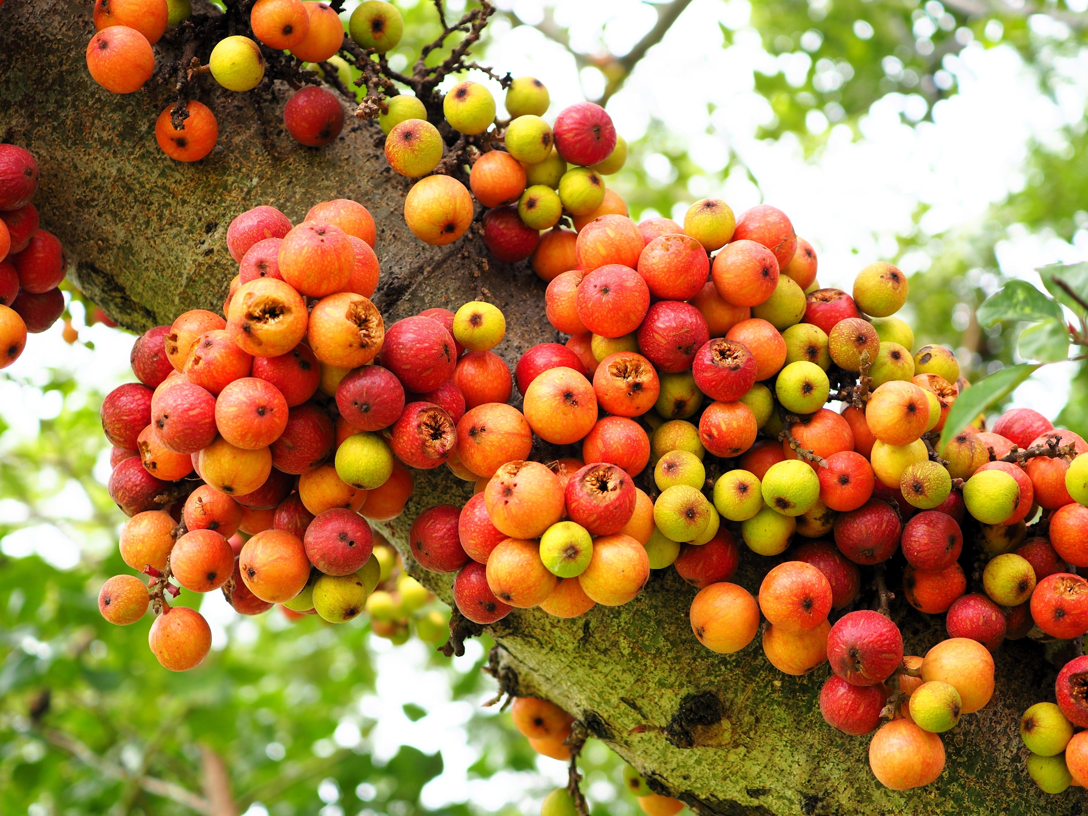 ficus plant seeds 30 CLUSTER FIG Ficus Racemosa Red River Indian Guilar Tree Houseplant Seeds