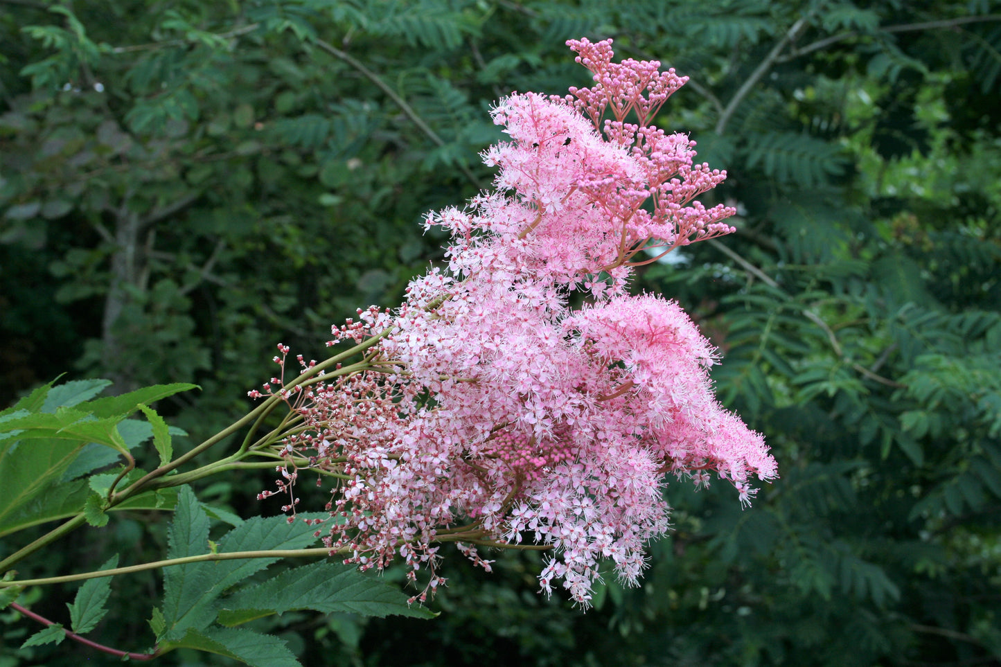 10 QUEEN Of THE PRAIRIE Pink Meadowsweet Filipendula Rubra Flower Seeds