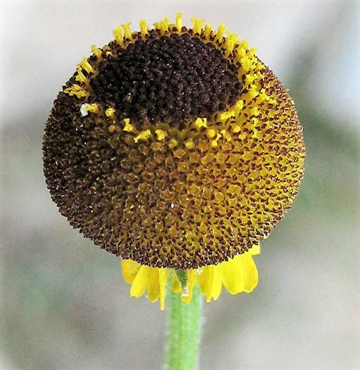 lollipop plant seeds 50 ROSILLA Helenium Puberulum Autumn Lollipop Sneezeweed Dogtooth Dais – Seedville USA