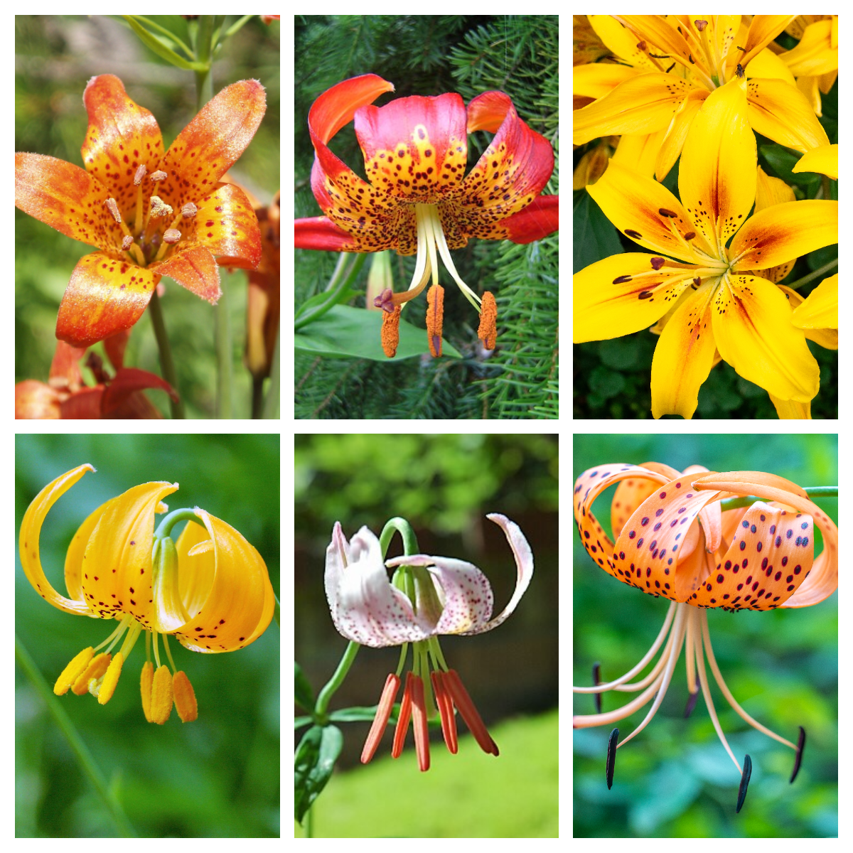 pink lily flower seeds 15 WESTERN HYBRIDS LILY Tiger, Leopard, Lemon, Alpine, Kellogg - Mixed Colors Pink, Red, Yellow, Orange