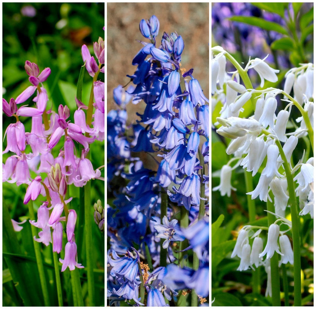 bluebell flower seeds 10 WOOD HYACINTH Mixed Colors English Woodland Spanish Bluebell Scilla – Seedville USA