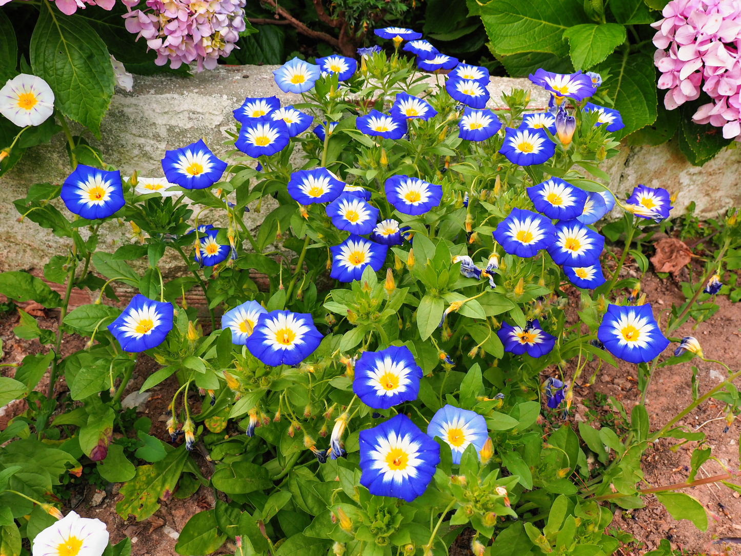 40 Dwarf BLUE FLASH MORNING GLORY Convolvulus Tricolor Violet Blue White & Yellow Flower Vine Seeds