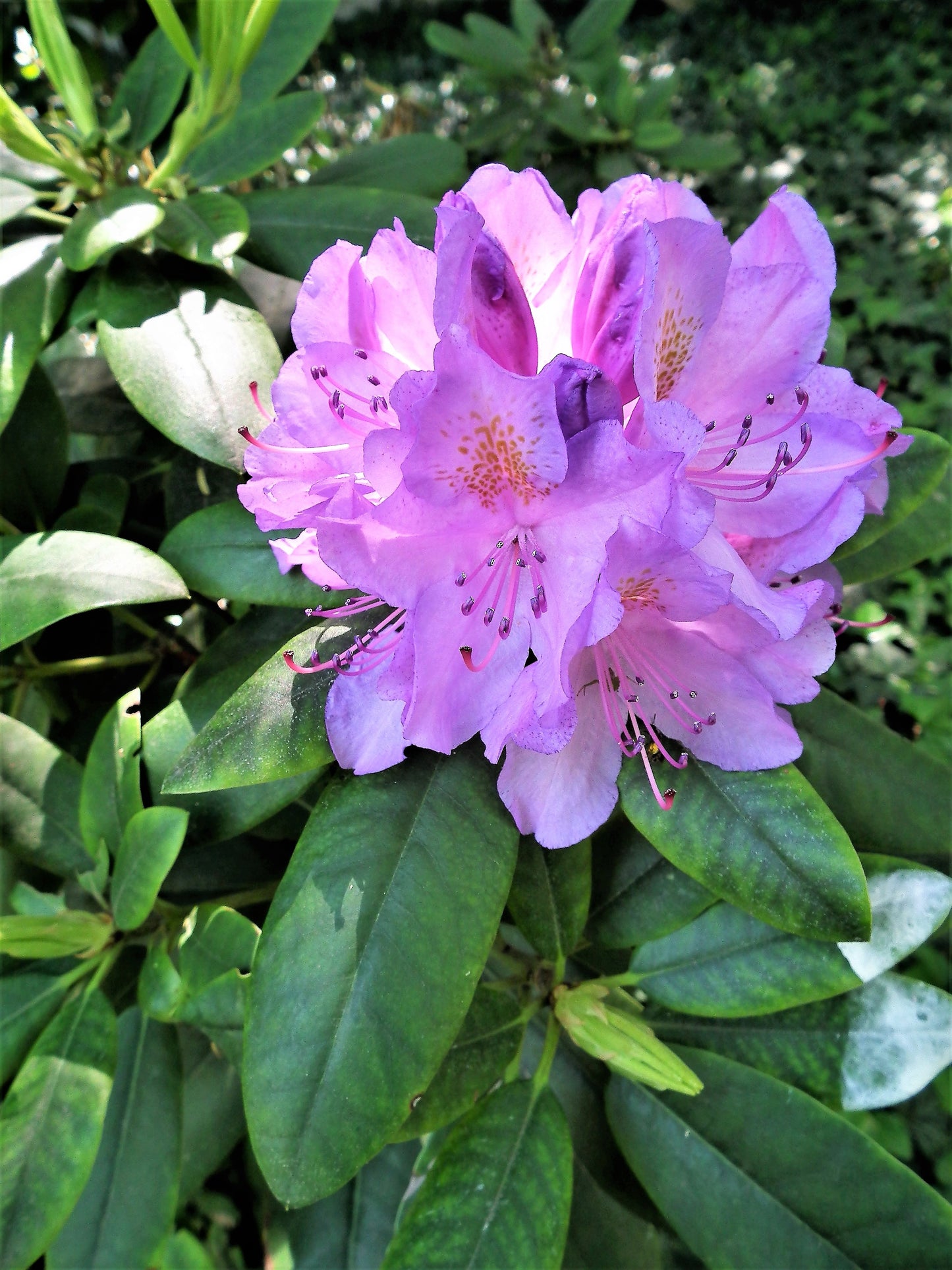 40 CAROLINA RHODODENDRON Carolinianum Dwarf Azalea Pink Purple Flower Shrub Seeds