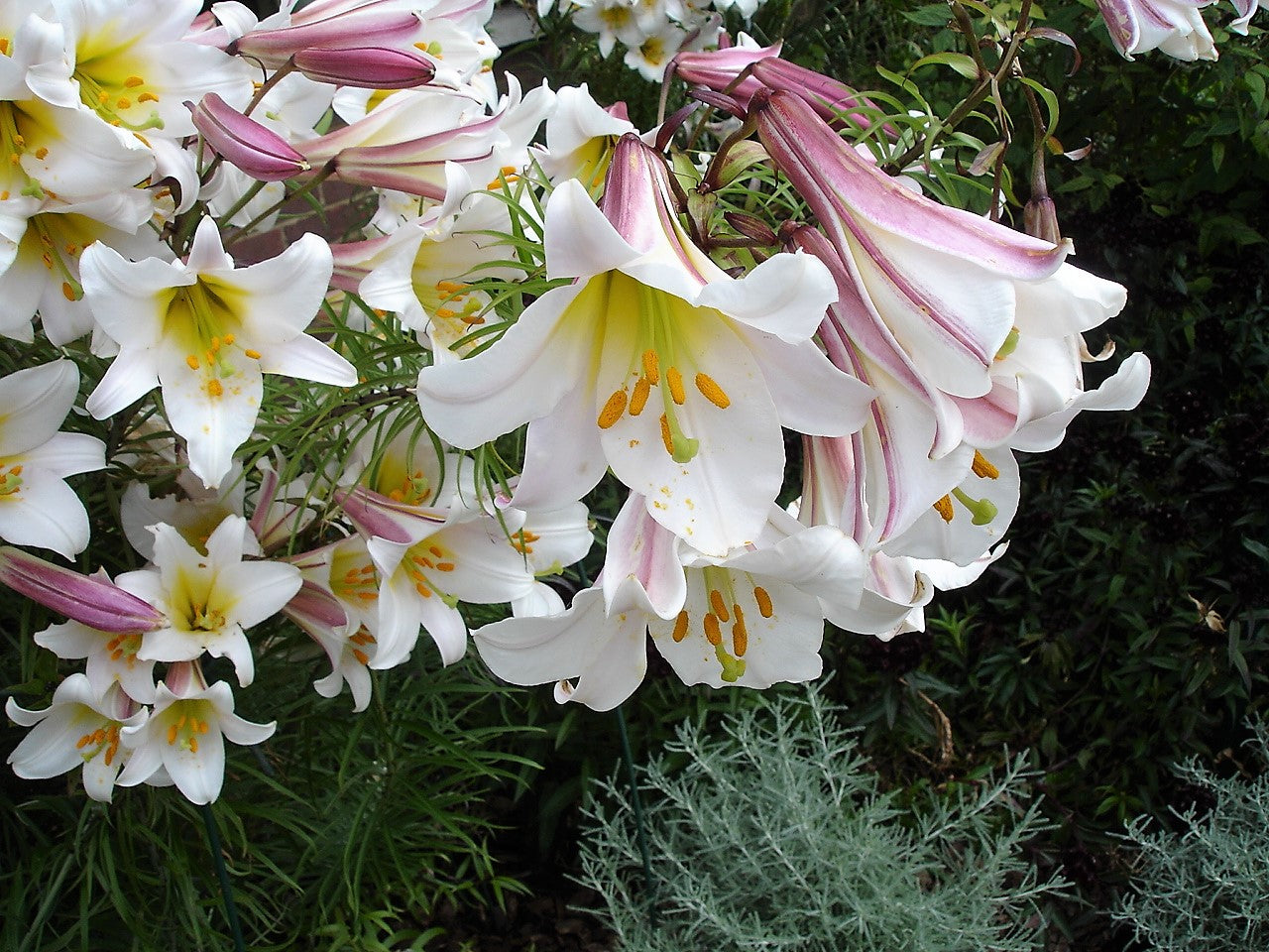rural king flower seeds 10 REGAL TRUMPET LILY aka Royal / King's Lilium Regale White Pink Yellow Flower Seeds
