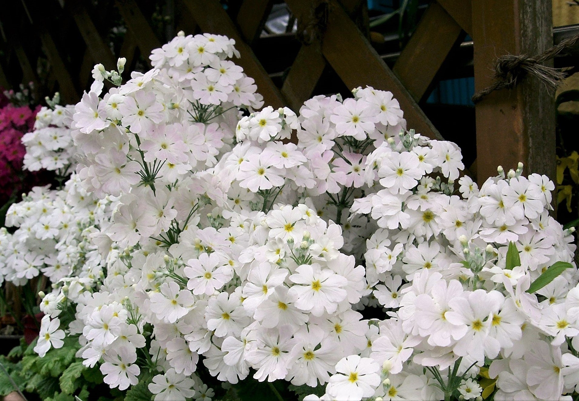 100 WHITE FAIRY PRIMROSE Primula Malacoides Baby Primrose Shade Housep – Seedville USA