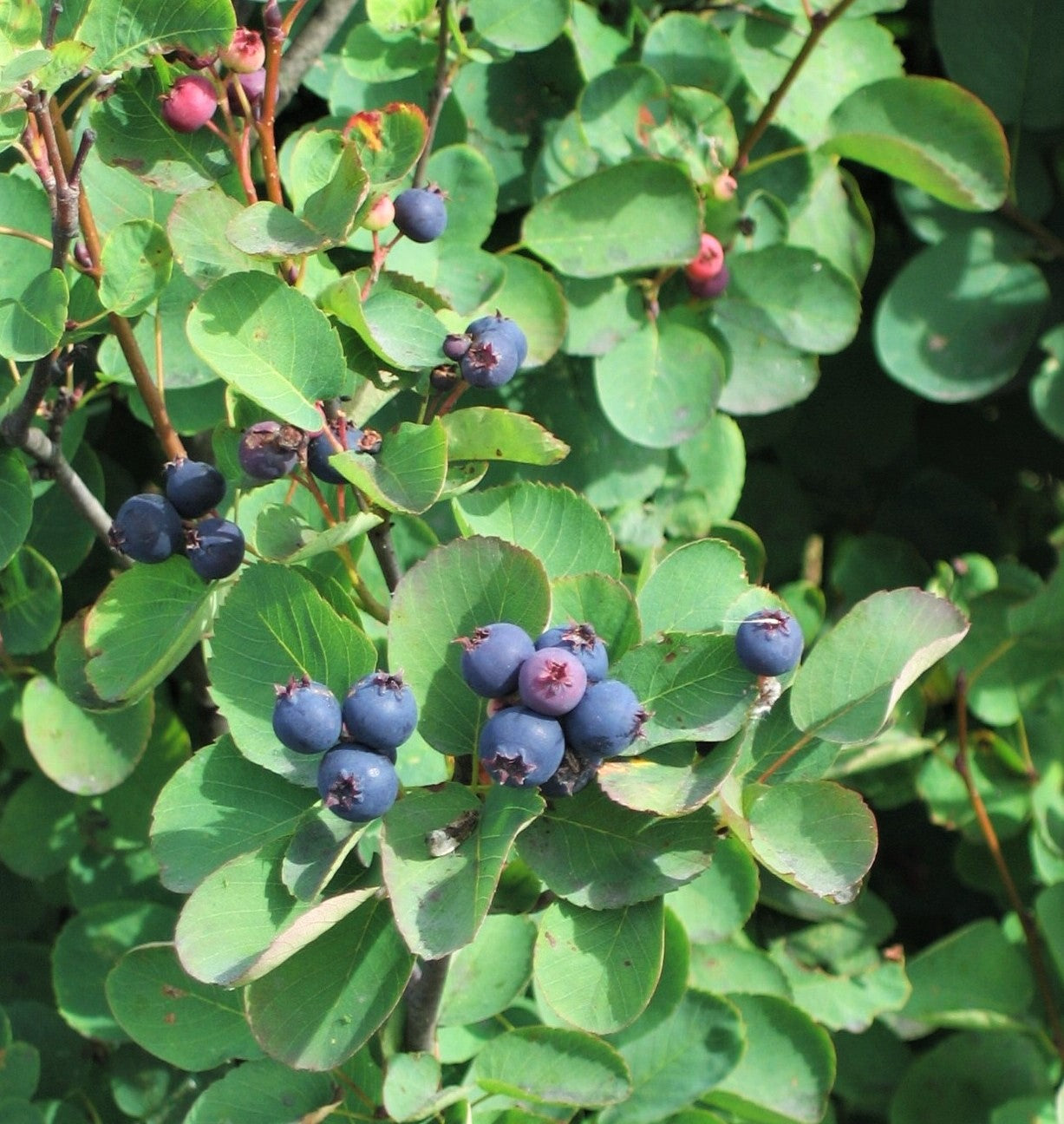 20 SASKATOON SERVICEBERRY aka Western, Pacific, Juneberry, Shadbush Amelanchier Alnifolia Native Edible Purple Berry Fruit White Flower Shrub Seeds