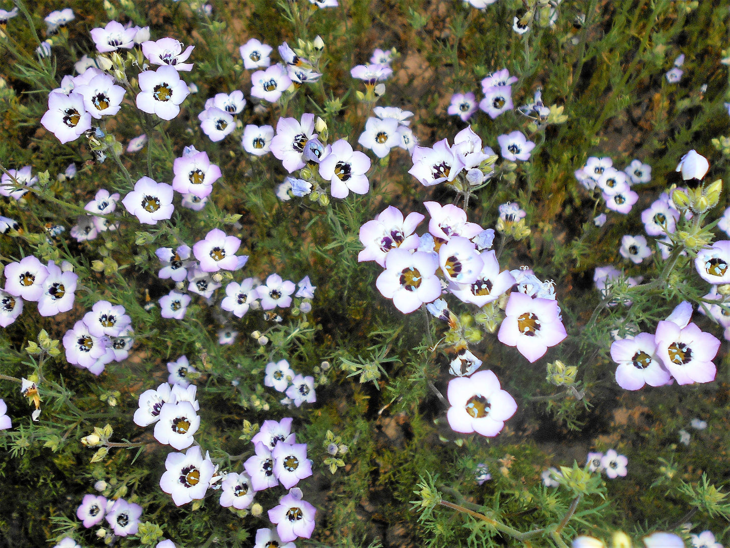 1000 BIRDS EYES Gilia Tricolor Lavender White Native Fragrant Hummingbird Flower Seeds