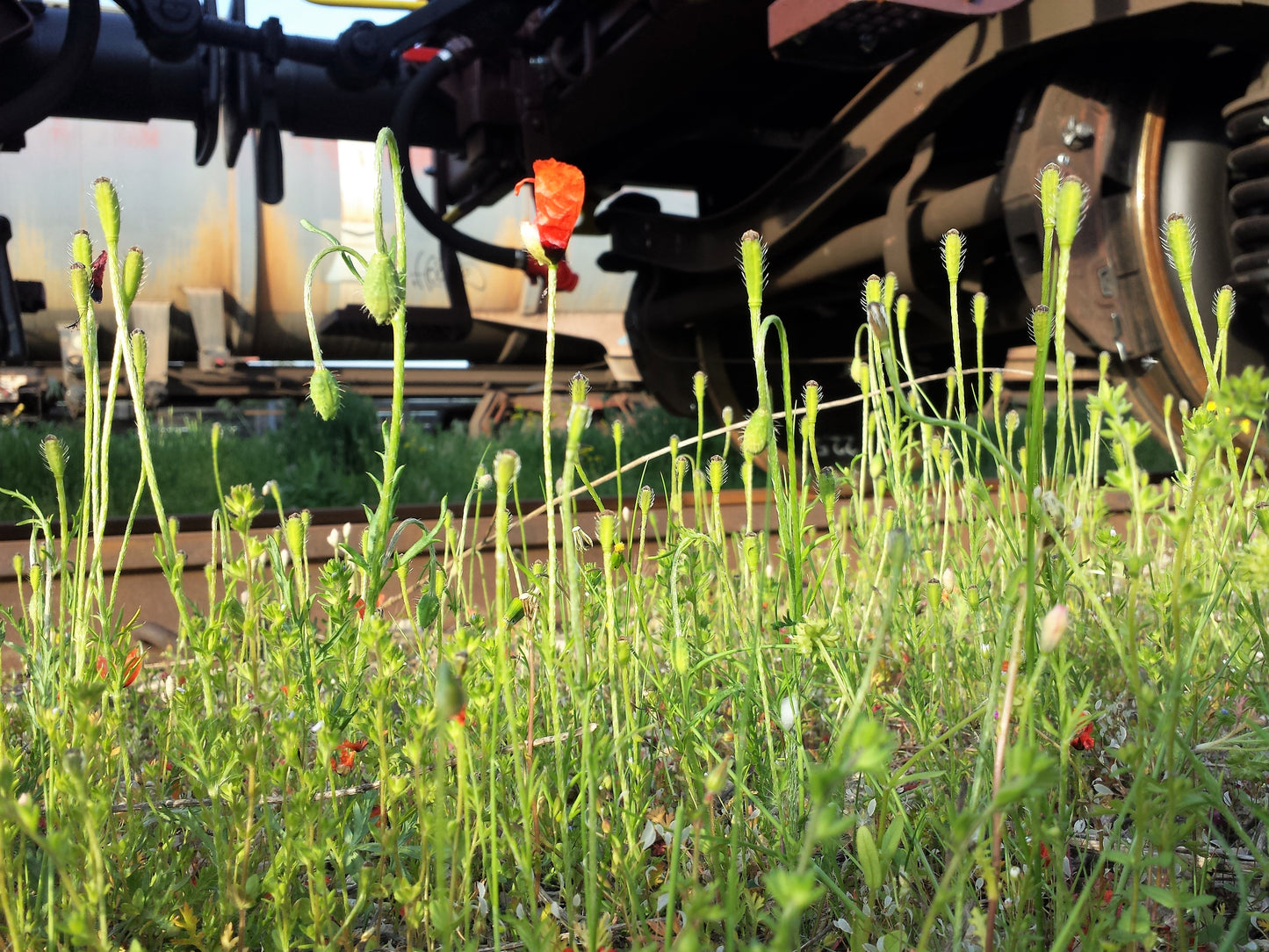 50 Scarlet PRICKLYHEAD POPPY Papaver Argemone Roemeria Long Prickly Poppy Red Black Blue Flower Seeds