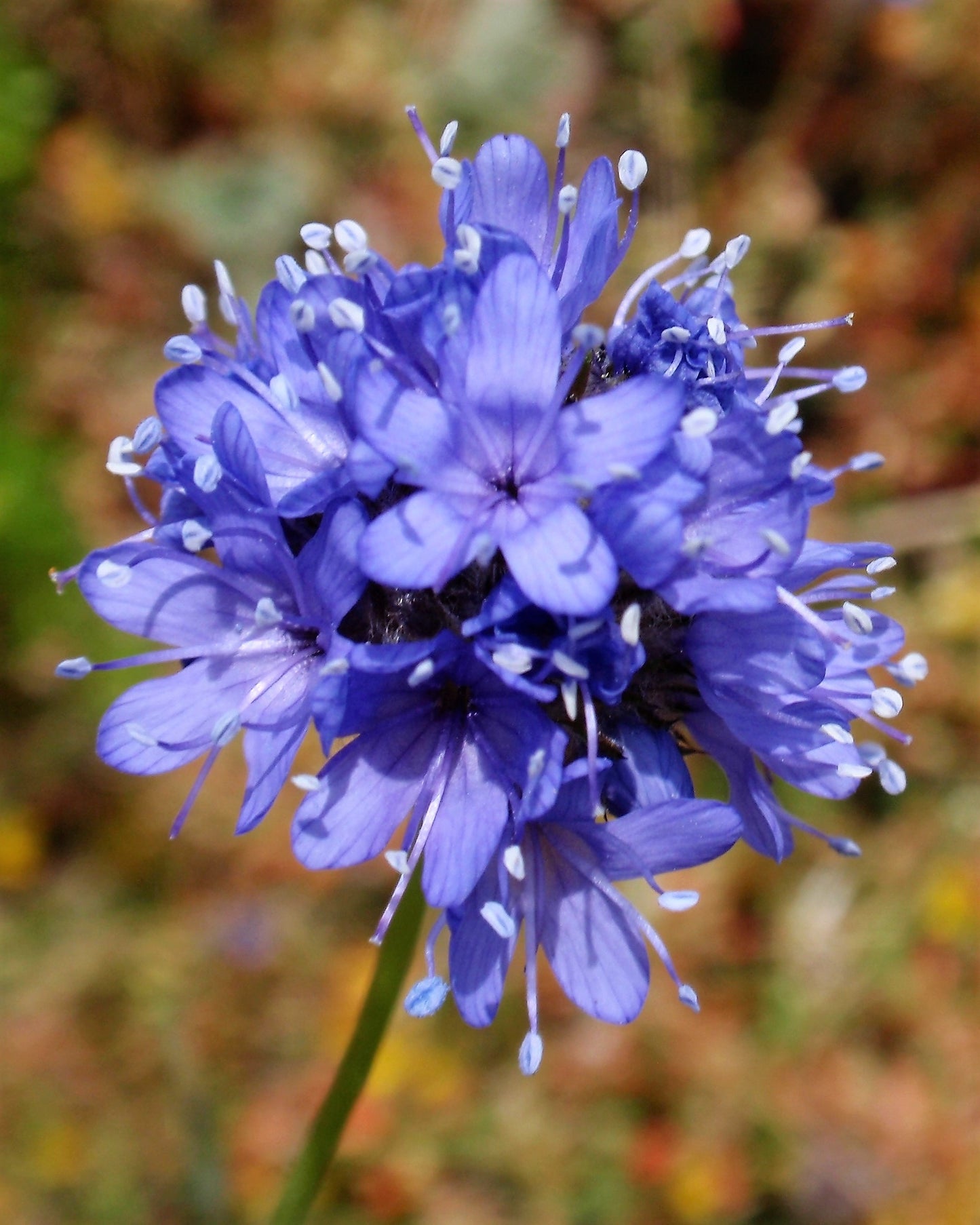 1500 GLOBE GILIA Bluehead Gilia Capitata Thimble Flower Seeds