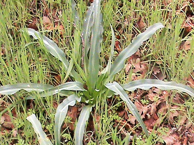 soap plant seeds 10 WAVY LEAFED SOAP PLANT California Soaproot Amole Lily Chlorogalum Pomeridianum Laothoe White Purple Striped Flower Native Herb Seeds