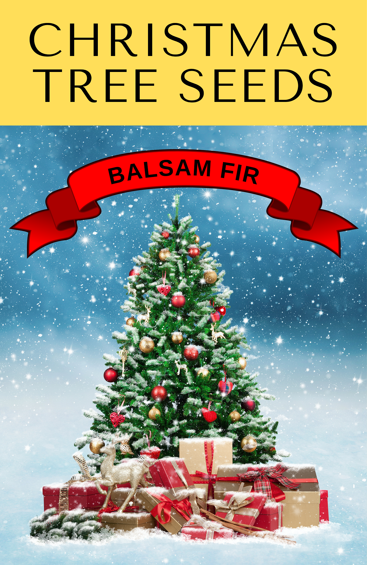 30 BALSAM FIR Tree Abies Balsamea Christmas Tree Silver Pine Canadian Fir Native Evergreen Seeds