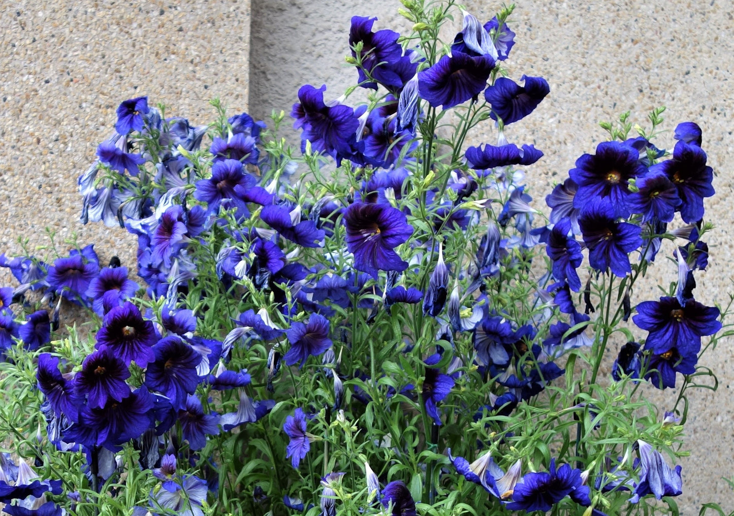 50 Organic KEW BLUE PAINTED TONGUE Salpiglossis Sinuata Velvet Trumpet Flower Seeds