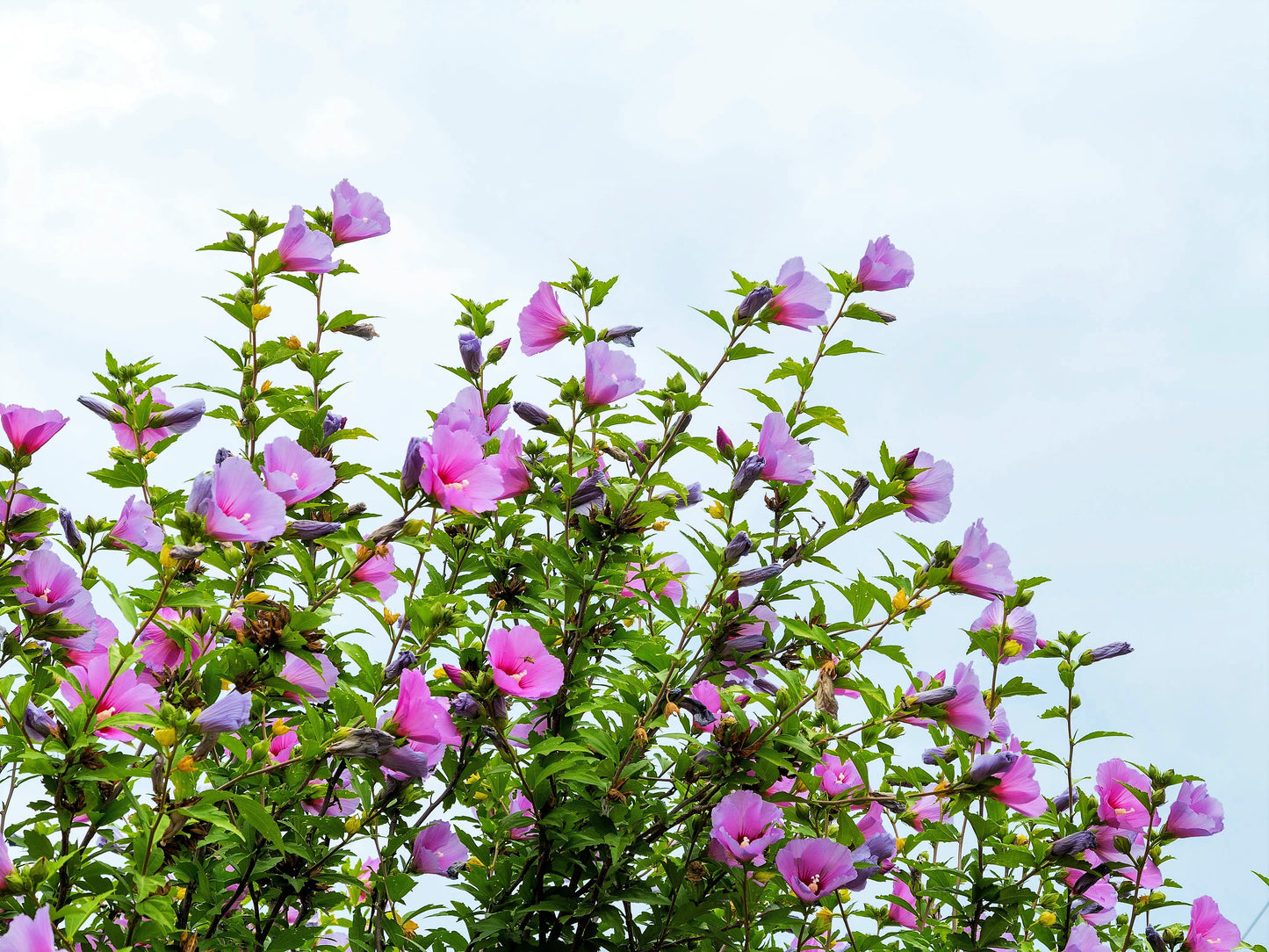 25 Dark Pink ROSE Of SHARON HIBISCUS Syriacus Flower Tree Bush Seeds
