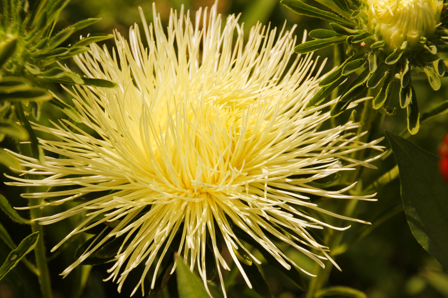 30 YELLOW NEEDLE ASTER Callistephus Chinensis Unicom Flower Seeds