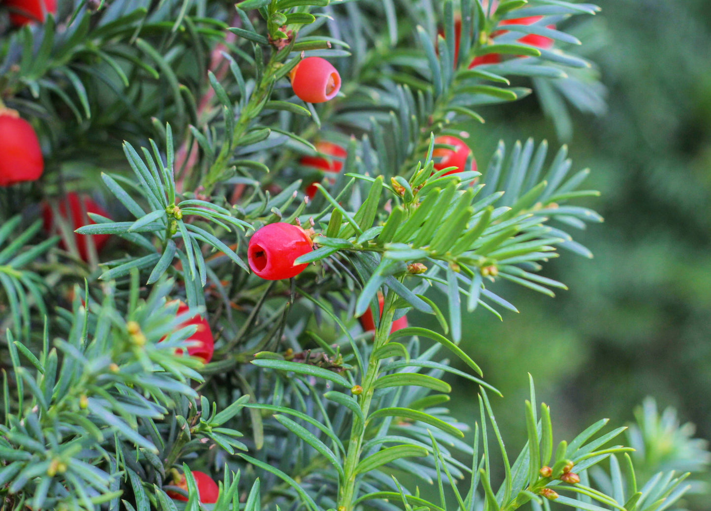 10 PACIFIC YEW Tree Taxus Baccata Brevifolia Evergreen Conifer Sun or Shade Red Ornamental Berry Native Tree Seeds