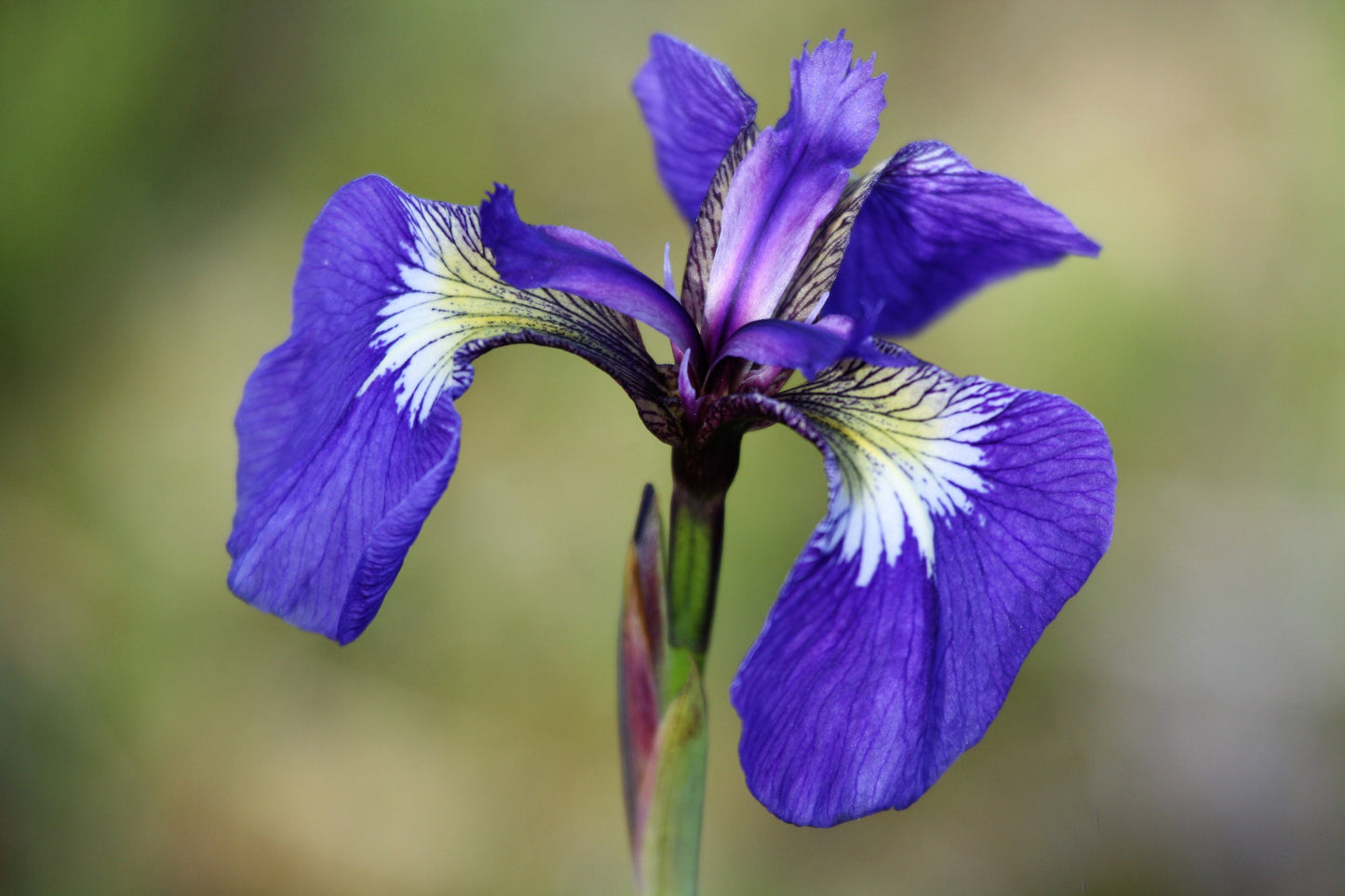 20 ALASKA IRIS Setosa Wild Flag Beachhead Blue Purple White Yellow Native Wetland Flower Seeds