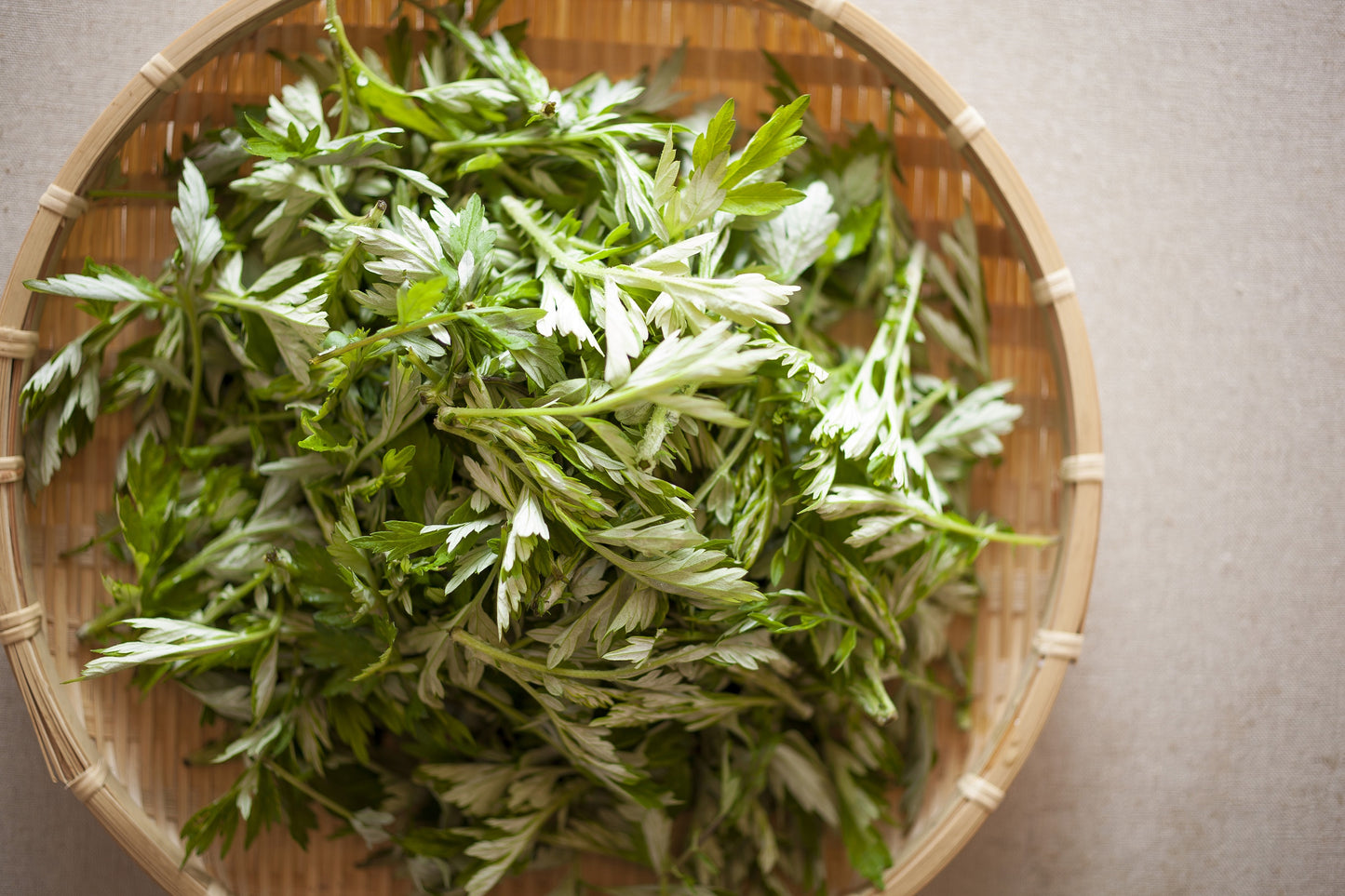 1000 JAPANESE MUGWORT Artemisia Princeps Korean Wormwood Yomagi Herb Yellow Flower Seeds