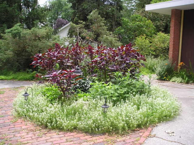 250 BURGUNDY AMARANTHUS Hypochondriacus Amaranth Grain Vegetable Flower Seeds