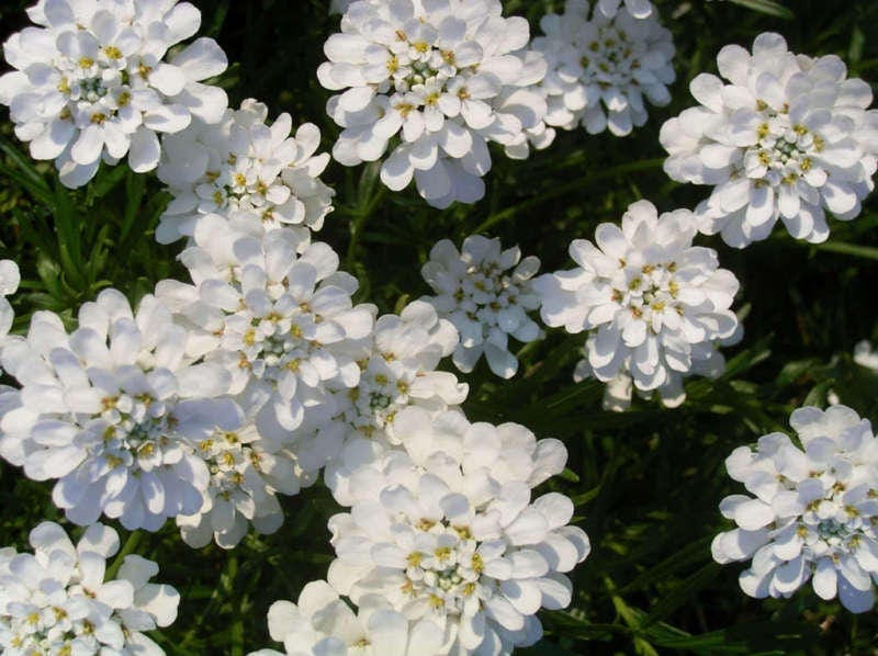 1000 WHITE EMPRESS CANDYTUFT Iberis Amara Groundcover Flower Seeds
