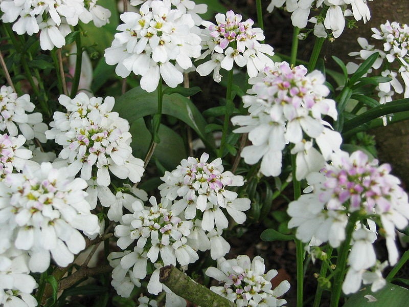 1000 WHITE EMPRESS CANDYTUFT Iberis Amara Groundcover Flower Seeds
