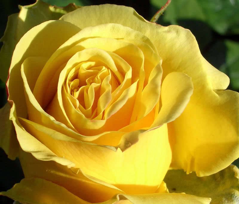 5 YELLOW ROSE Rosa Bush Shrub Perennial Flower Seeds