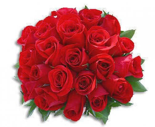 5 RED ROSE Rosa Bush Shrub Perennial Flower Seeds