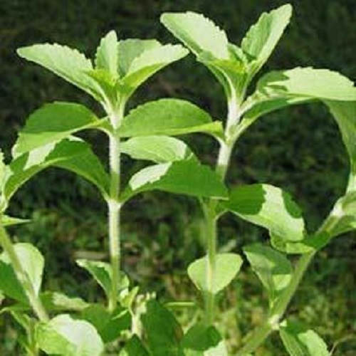 50 STEVIA ( Sweetleaf / Sweet Leaf / Sugarleaf ) Stevia Rebaudiana Sugar Flower Herb Seeds