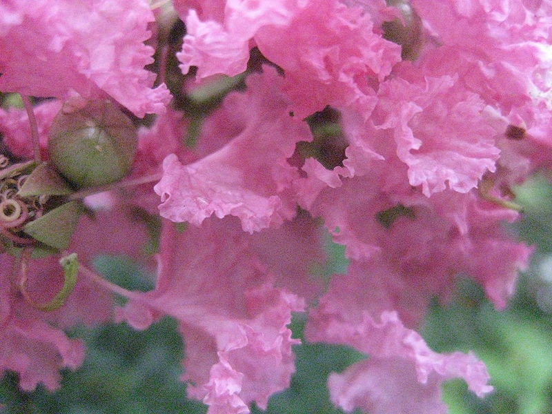 35 Light PINK CREPE MYRTLE Crape Tree Shrub Lagerstroemia Indica Flower Seeds