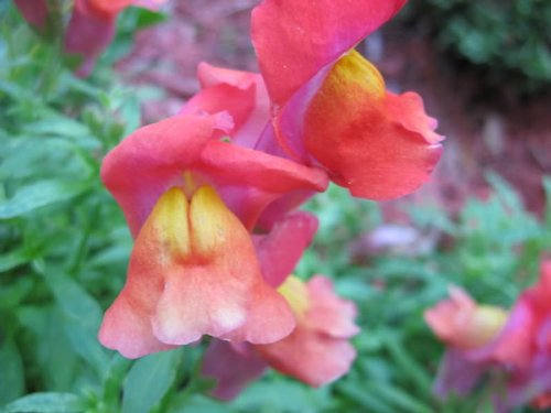 2000 SNAPDRAGON CORONA MIX Antirrhinum Majus Flower Seeds