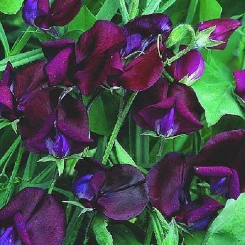 10 BLACK Knight SWEET PEA Lathyrus Odoratus Fragrant Flower Vine Seeds