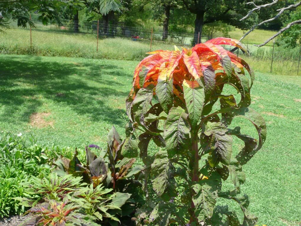 100 ILLUMINATION AMARANTHUS Tricolor ( Summer Poinsettia / Vegetable Amaranth ) Flower Seeds