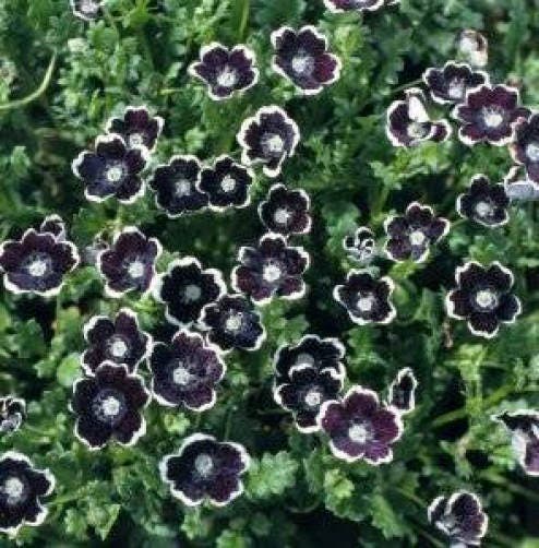 50 PENNIE BLACK - NEMOPHILA Discoidalis Penny White Flower Seeds
