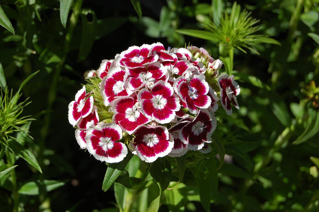 50 HOLBORN GLORY DIANTHUS Barbatus Red & White Sweet William Flower Seeds