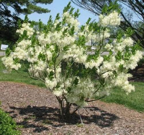 3 FRINGE TREE Chionanthus Virginicus Old Man's Beard White Flower Seeds