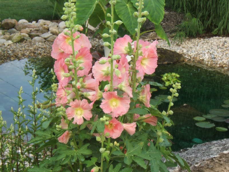 25 Seeds- Alcea Rosea Halo Apricot Hollyhock Garden Flower Climbing Vines