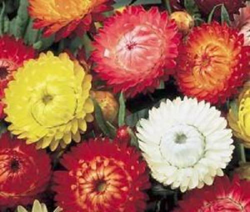 Strawflower, King Size Orange