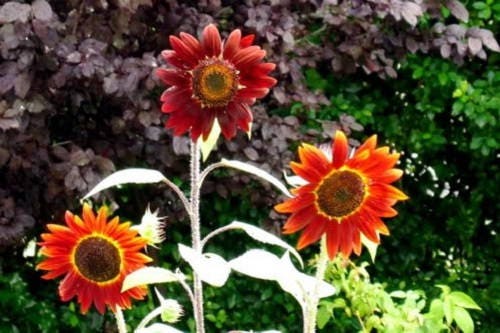 100 Orange EVENING COLORS SUNFLOWER Helianthus Annuus Flower Seeds