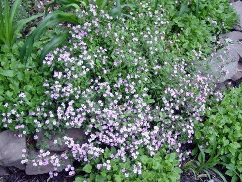 500 PINK ROCK SOAPWORT Saponaria Ocymoides Flower Seeds